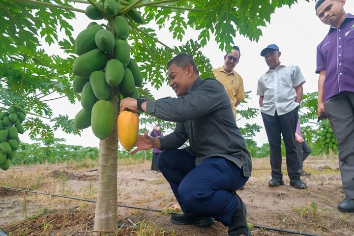 Masih Ada Lot Kosong TKPM, Kerajaan Negeri Ajak Petani Rebut Peluang Masih Ada Lot Kosong TKPM, Kerajaan Negeri Ajak Petani Rebut Peluang